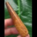 7,2 cm rotbrauner Zahn des Spinosaurus