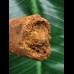 7,2 cm rotbrauner Zahn des Spinosaurus