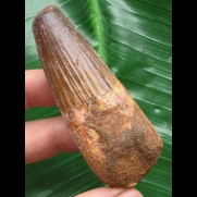 6,9 cm massiver Zahn des Spinosaurus