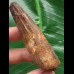 6,9 cm massiver Zahn des Spinosaurus 6,9 cm massiver Zahn des Spinosaurus