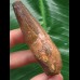 6,9 cm massiver Zahn des Spinosaurus 6,9 cm massiver Zahn des Spinosaurus