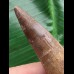 7,7 cm brauner Zahn des Spinosaurus