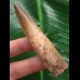 7,8 cm heller Zahn des Spinosaurus