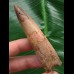 7,8 cm heller Zahn des Spinosaurus