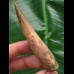 7,8 cm heller Zahn des Spinosaurus