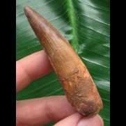 6,9 cm brauner Zahn des Spinosaurus