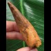 8,0 cm massiver Zahn des Spinosaurus 8,0 cm massiver Zahn des Spinosaurus