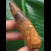 8,0 cm massiver Zahn des Spinosaurus 8,0 cm massiver Zahn des Spinosaurus