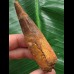 8,0 cm massiver Zahn des Spinosaurus 8,0 cm massiver Zahn des Spinosaurus