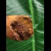 8,0 cm massiver Zahn des Spinosaurus 8,0 cm massiver Zahn des Spinosaurus