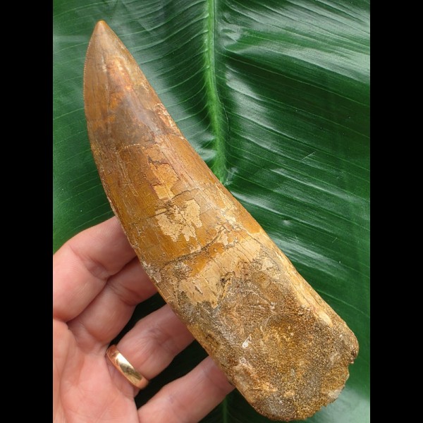15,0 cm großer beeindruckender Zahn des afrikanischen T-Rex - Carcharodontosaurus