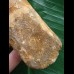15,0 cm großer beeindruckender Zahn des afrikanischen T-Rex - Carcharodontosaurus