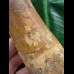 15,0 cm großer beeindruckender Zahn des afrikanischen T-Rex - Carcharodontosaurus
