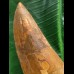 15,0 cm großer beeindruckender Zahn des afrikanischen T-Rex - Carcharodontosaurus