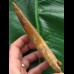 15,0 cm großer beeindruckender Zahn des afrikanischen T-Rex - Carcharodontosaurus