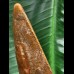 15,0 cm großer beeindruckender Zahn des afrikanischen T-Rex - Carcharodontosaurus