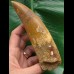 15,0 cm großer beeindruckender Zahn des afrikanischen T-Rex - Carcharodontosaurus