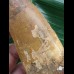 15,0 cm großer beeindruckender Zahn des afrikanischen T-Rex - Carcharodontosaurus