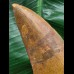 15,0 cm großer beeindruckender Zahn des afrikanischen T-Rex - Carcharodontosaurus