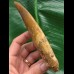 15,0 cm großer beeindruckender Zahn des afrikanischen T-Rex - Carcharodontosaurus