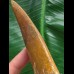 15,0 cm großer beeindruckender Zahn des afrikanischen T-Rex - Carcharodontosaurus