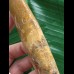 15,0 cm großer beeindruckender Zahn des afrikanischen T-Rex - Carcharodontosaurus