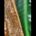 15,0 cm großer beeindruckender Zahn des afrikanischen T-Rex - Carcharodontosaurus
