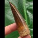 6,5 cm dunkler Zahn des Spinosaurus