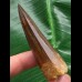 6,5 cm dunkler Zahn des Spinosaurus