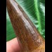 6,5 cm dunkler Zahn des Spinosaurus