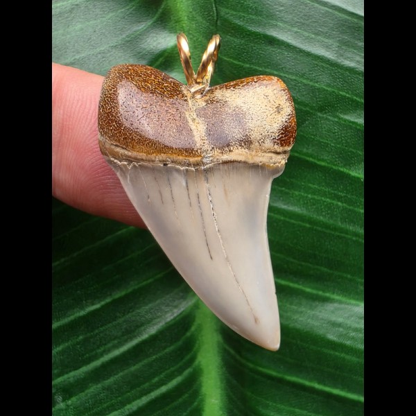 3,6 cm schöner Zahn des Isurus planus als Anhänger 3,6 cm schöner Zahn des Isurus planus als Anhänger