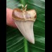 3,6 cm schöner Zahn des Isurus planus als Anhänger 3,6 cm schöner Zahn des Isurus planus als Anhänger