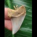 3,6 cm schöner Zahn des Isurus planus als Anhänger 3,6 cm schöner Zahn des Isurus planus als Anhänger