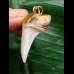 3,6 cm schöner Zahn des Isurus planus als Anhänger 3,6 cm schöner Zahn des Isurus planus als Anhänger