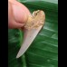 3,6 cm schöner Zahn des Isurus planus als Anhänger 3,6 cm schöner Zahn des Isurus planus als Anhänger