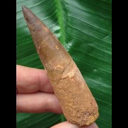 8,0 cm brauner Zahn des Spinosaurus