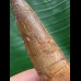 6,5 cm  brauner Zahn des Spinosaurus
