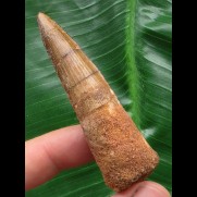 6,5 cm  brauner Zahn des Spinosaurus