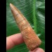 6,5 cm  brauner Zahn des Spinosaurus