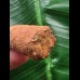 6,5 cm  brauner Zahn des Spinosaurus