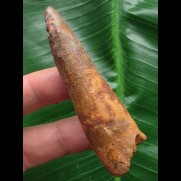 7,1 cm brauner Zahn des Spinosaurus