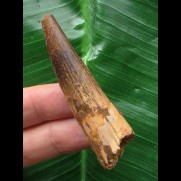 6,3 cm dunkler Zahn des Spinosaurus
