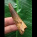 6,3 cm dunkler Zahn des Spinosaurus 6,3 cm dunkler Zahn des Spinosaurus