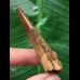 6,3 cm dunkler Zahn des Spinosaurus 6,3 cm dunkler Zahn des Spinosaurus