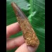 6,3 cm dunkler Zahn des Spinosaurus 6,3 cm dunkler Zahn des Spinosaurus