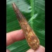 6,3 cm dunkler Zahn des Spinosaurus 6,3 cm dunkler Zahn des Spinosaurus