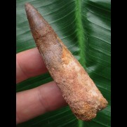 7,2 cm brauner Zahn des Spinosaurus