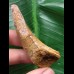 6,6 cm gebogener Zahn des Spinosaurus 6,6 cm gebogener Zahn des Spinosaurus