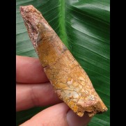 6,6 cm gebogener Zahn des Spinosaurus