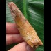 6,6 cm gebogener Zahn des Spinosaurus 6,6 cm gebogener Zahn des Spinosaurus